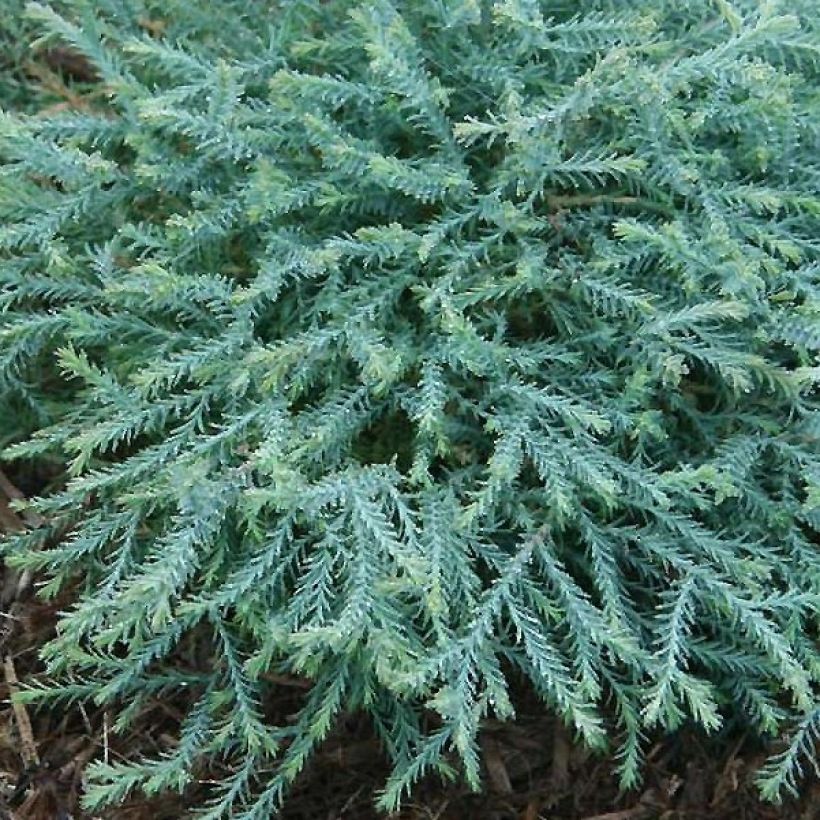 Thuja occidentalis Pancake Concesarini - Canadian Arborvitae (Foliage)