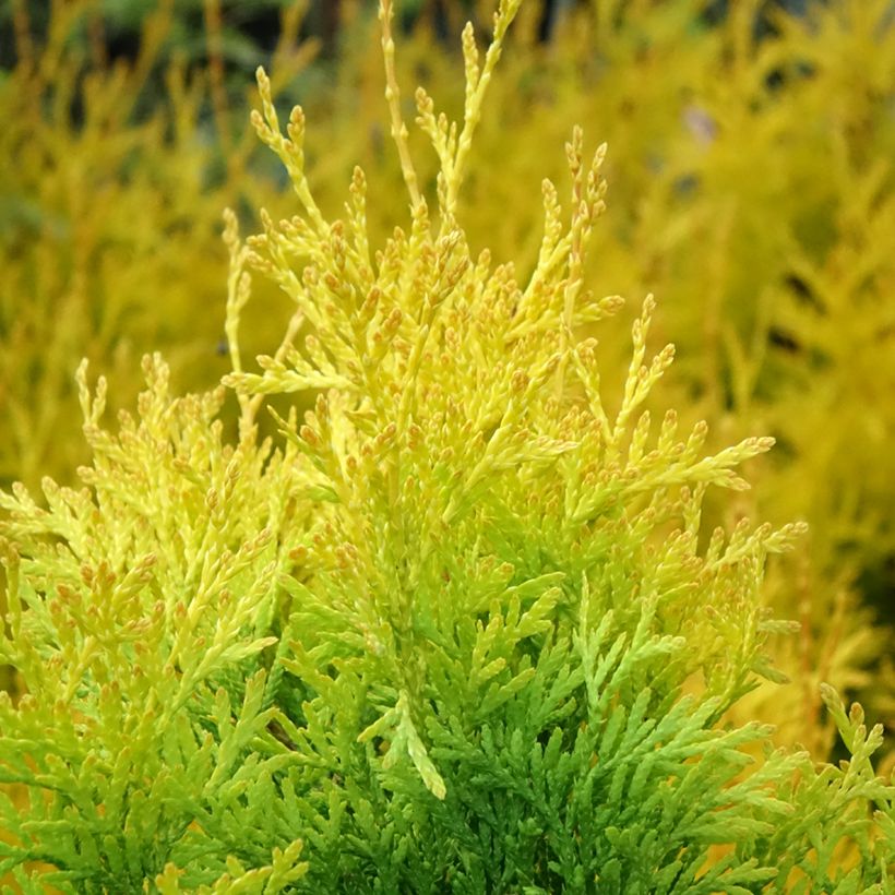 Thuja occidentalis Sunny Smaragd - Eastern White Cedar (Foliage)