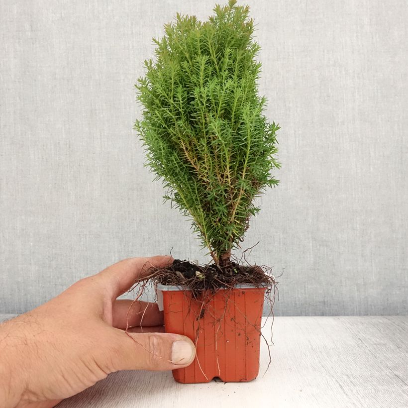 Thuja occidentalis Teddy - Canadian Arborvitae 8/9 cm pot sample as delivered in summer