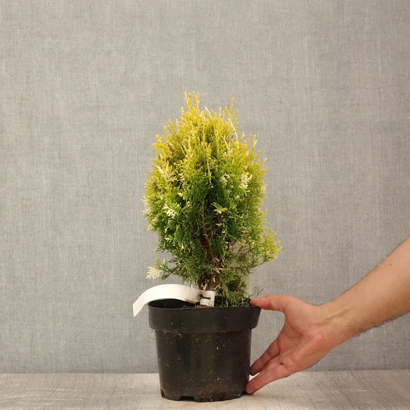 Thuja orientalis Fleck - Oriental Thuja 2L/3L pot sample as delivered in summer