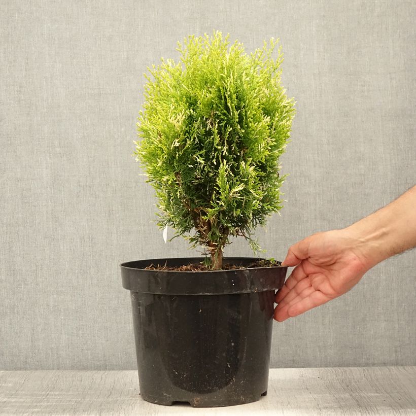 Thuja orientalis Fleck - Oriental Thuja 7.5L/10L pot sample as delivered in summer