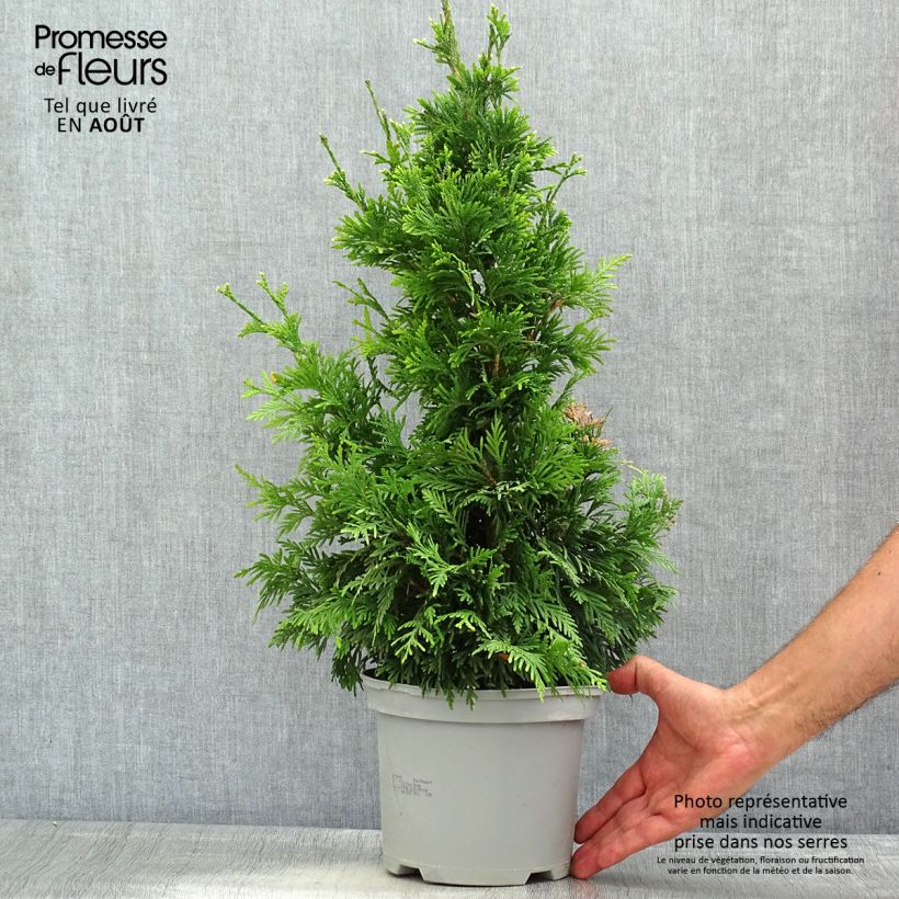 Thuja plicata Can-can - Western Red Cedar 2L/3L pot sample as delivered in summer