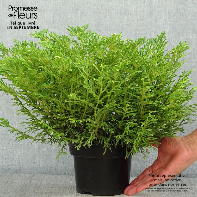 Thujopsis dolabrata Nana - Hiba 2L/3L pot sample as delivered in summer