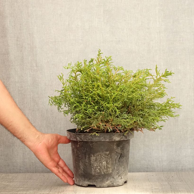 Thujopsis dolabrata Nana - Hiba 4L/5L pot sample as delivered in summer