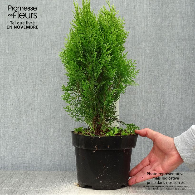 Oriental Arborvitae - Platycladus orientalis Aurea Nana 2L/3L pot sample as delivered in autumn