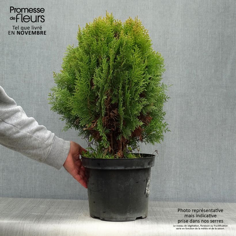 Oriental Arborvitae - Platycladus orientalis Aurea Nana 7.5L/10L pot sample as delivered in autumn