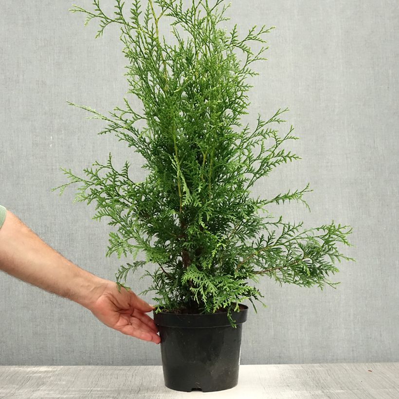 Thuja occidentalis Brabant - Canadian Arborvitae 4L/5L pot sample as delivered in summer