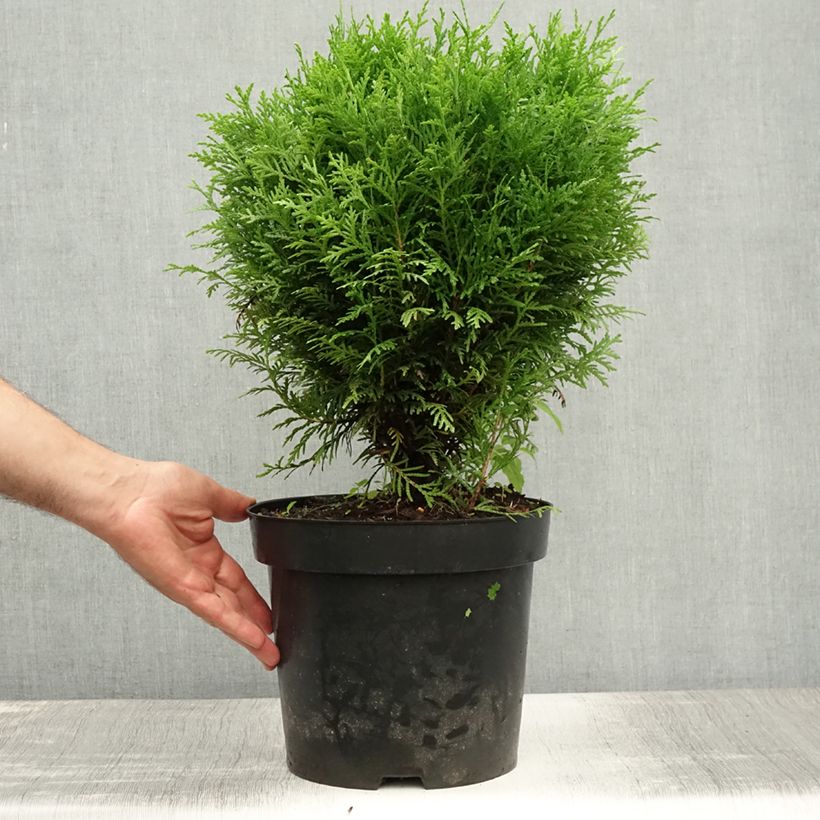 Thuja occidentalis Danica - Canadian Arborvitae 7.5L/10L pot sample as delivered in summer