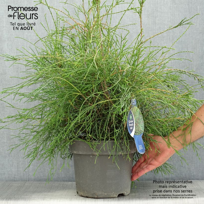 Thuja occidentalis Filiformis - Canadian Arborvitae 7.5L/10L pot sample as delivered in summer