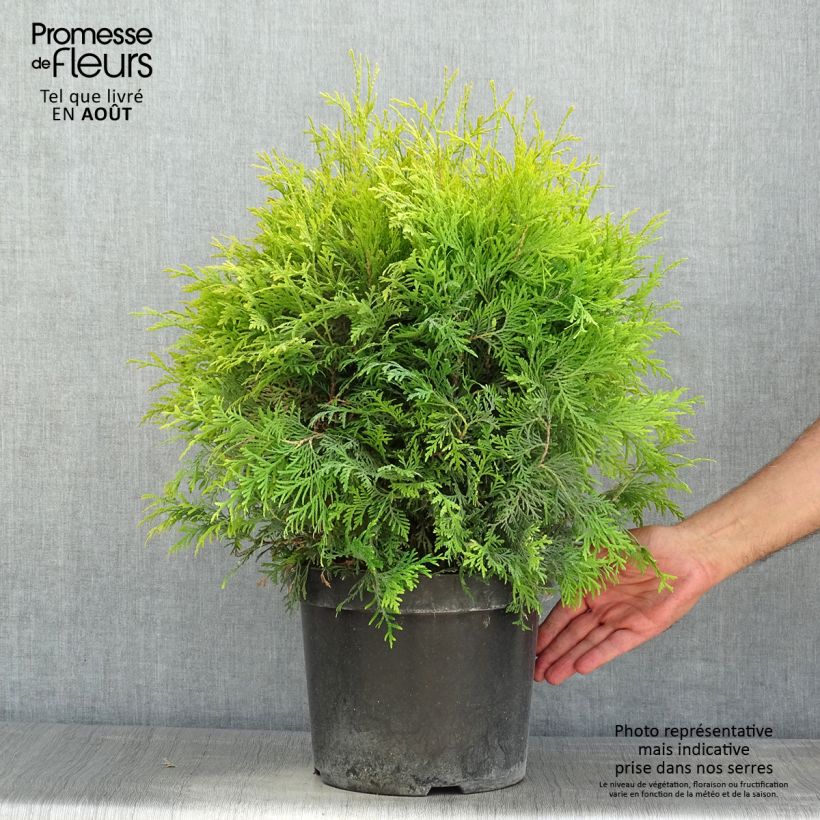 Thuja occidentalis Golden Globe - Canadian Arborvitae 7.5L/10L pot sample as delivered in summer