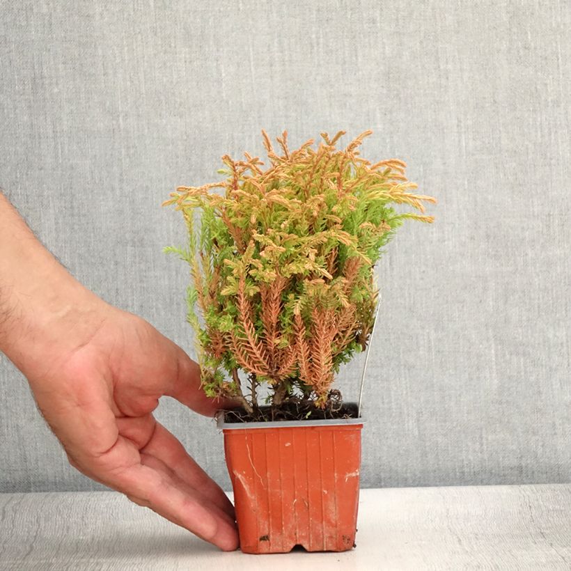 Thuja occidentalis Golden Tuffet - Canadian Arborvitae 8/9 cm pot sample as delivered in summer