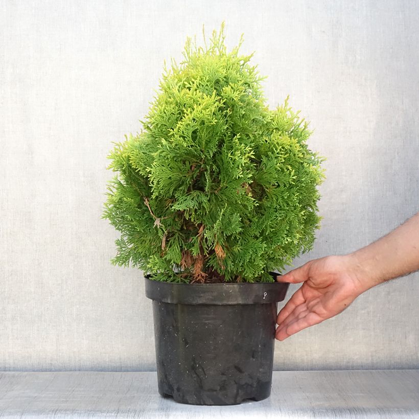 Thuja occidentalis Jantar - Canadian Arborvitae 7.5L/10L pot sample as delivered in summer