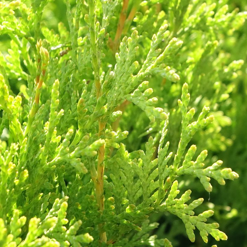 Thuja occidentalis King of Brabant - Eastern White Cedar (Foliage)