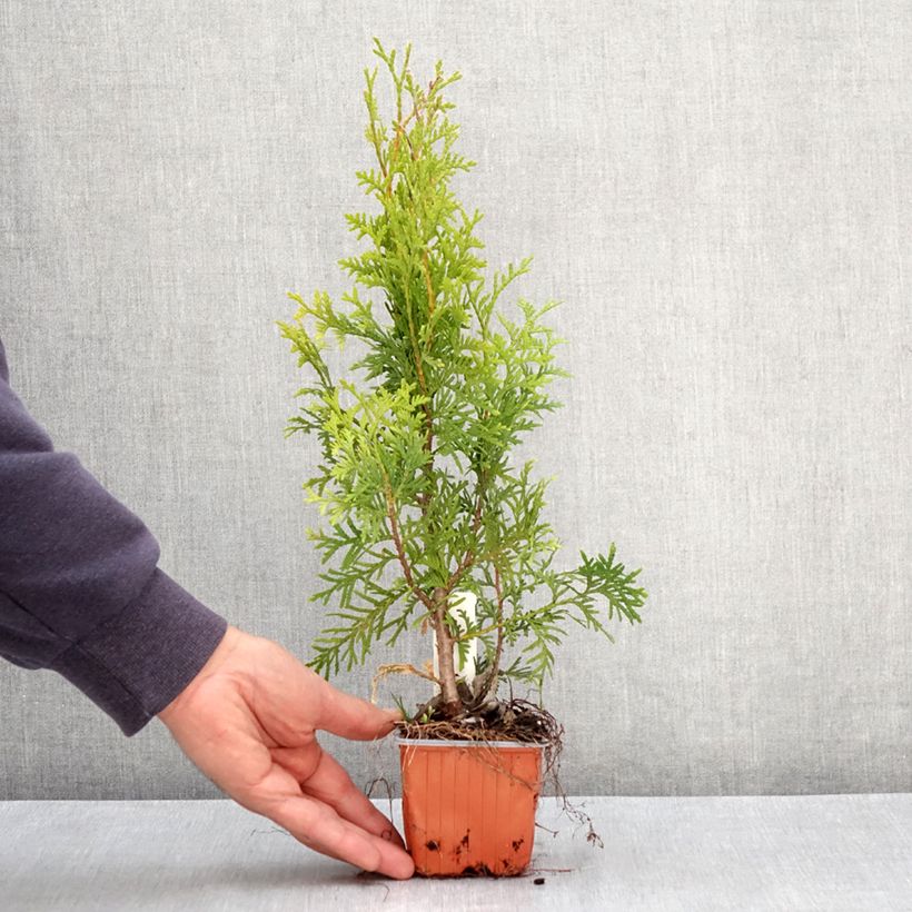 Thuja occidentalis King of Brabant - Eastern White Cedar 8/9 cm pot sample as delivered in spring
