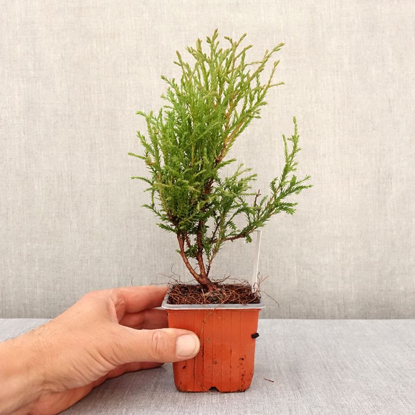 Thuja occidentalis Mr Bowling Ball - Canadian Arborvitae 8/9 cm pot sample as delivered in spring