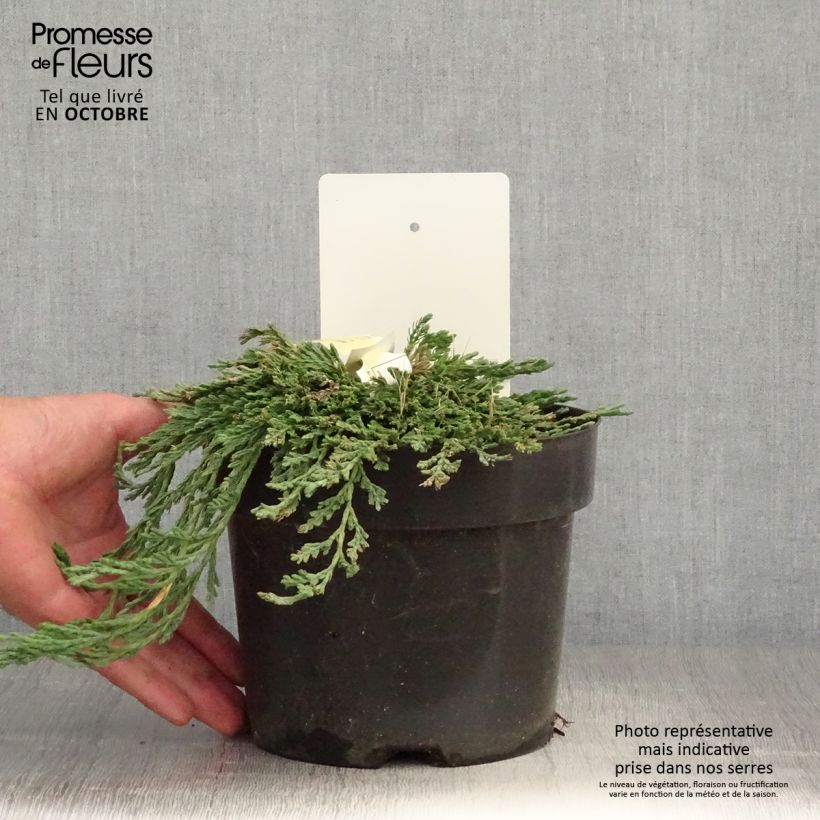 Thuja occidentalis Pancake Concesarini - Canadian Arborvitae 2L/3L pot sample as delivered in autumn
