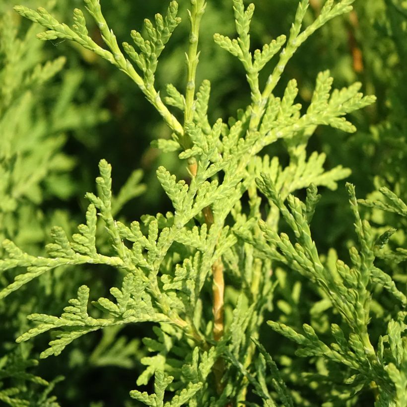 Thuja occidentalis Pyramidalis Compacta - Eastern White Cedar (Foliage)