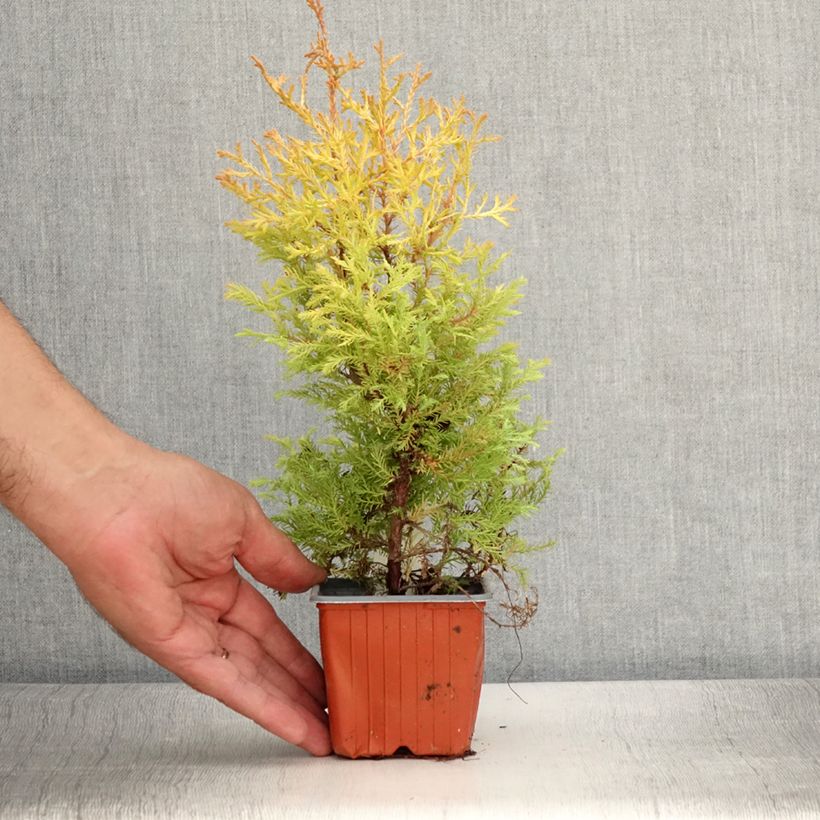 Thuja occidentalis Rheingold - Canadian Arborvitae 8/9 cm pot sample as delivered in summer