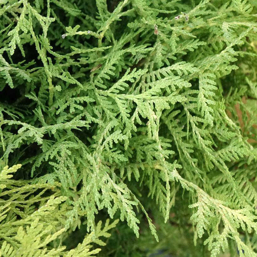 Thuja occidentalis Selena - Arborvitae (Foliage)