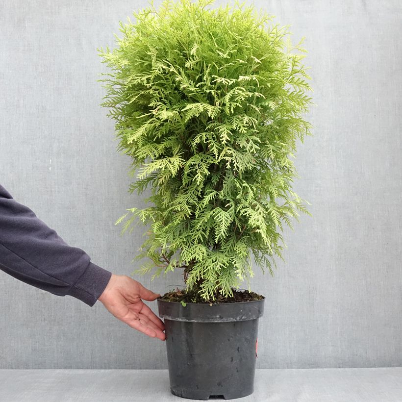 Thuja occidentalis Selena - Arborvitae 7.5L/10L pot sample as delivered in spring