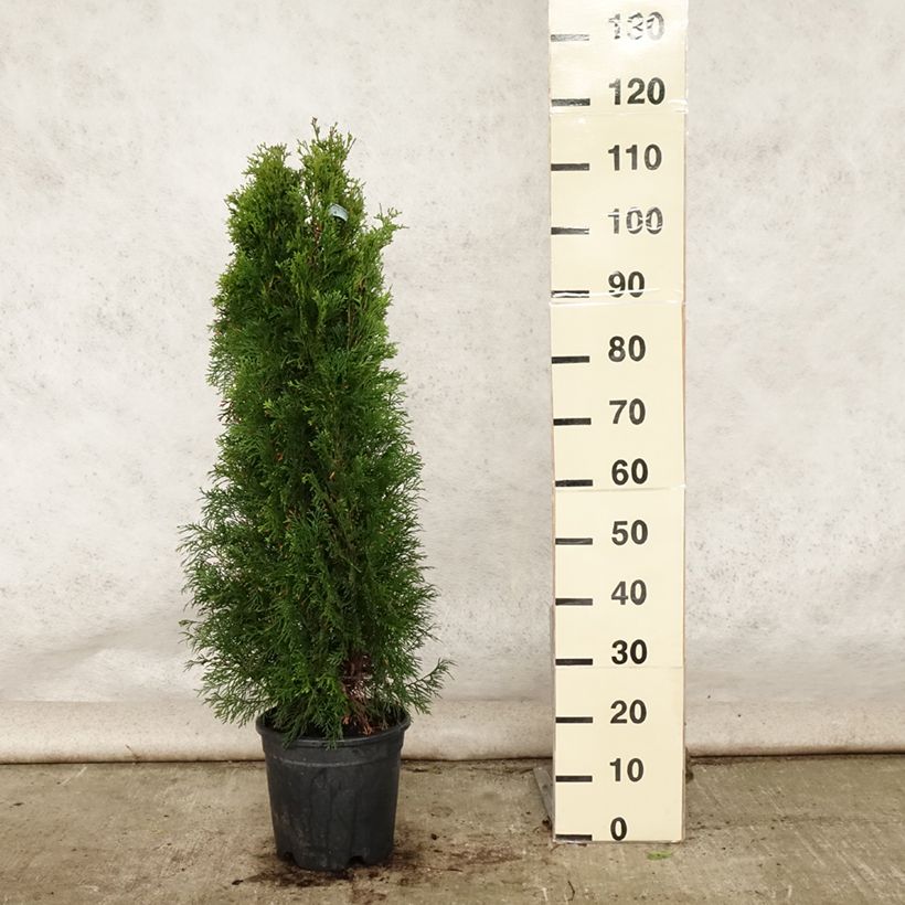 Thuja occidentalis Smaragd - Canadian Arborvitae 7.5L/10L pot sample as delivered in summer