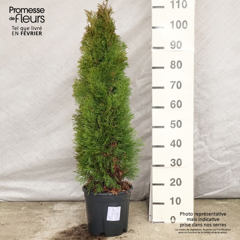 Thuja occidentalis Smaragd - Canadian Arborvitae sample as delivered in winter