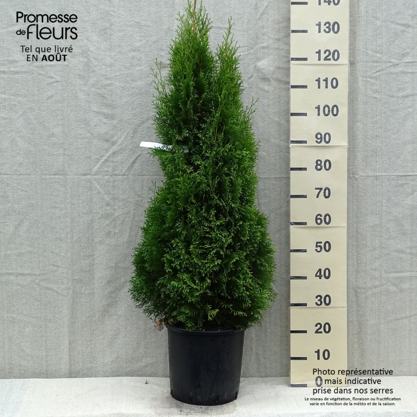 Thuja occidentalis Smaragd - Canadian Arborvitae 7.5L/10L pot sample as delivered in summer