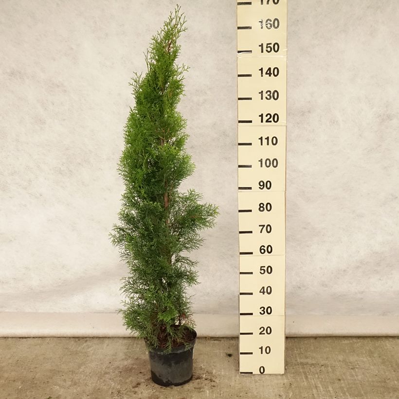 Thuja occidentalis Smaragd - Canadian Arborvitae 6L/7L pot sample as delivered in summer
