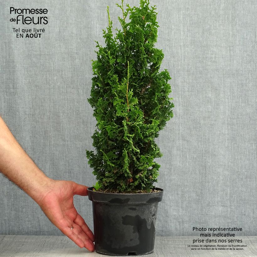 Thuja occidentalis Zmatlik - Canadian Arborvitae 3L/4L pot sample as delivered in summer