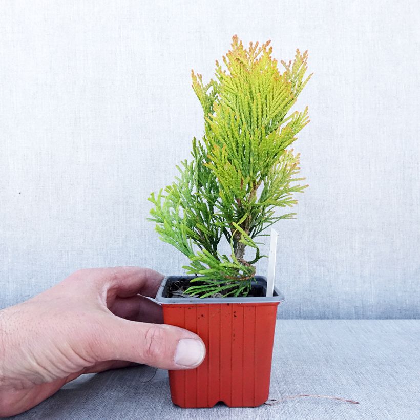 Thuja plicata Goldy - Western Red Cedar 8/9 cm pot sample as delivered in spring