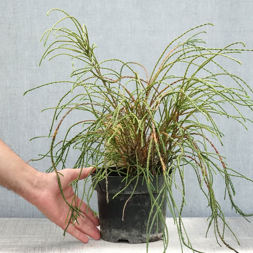 Thuja plicata Whipcord - Western Red Cedar 3L/4L pot sample as delivered in summer