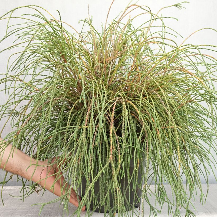 Thuja plicata Whipcord - Western Red Cedar 7.5L/10L pot sample as delivered in summer