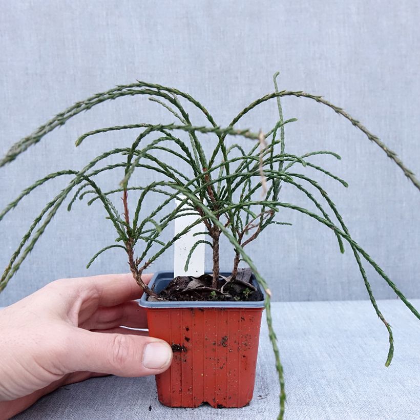 Thuja plicata Whipcord - Western Red Cedar 8/9 cm pot sample as delivered in winter