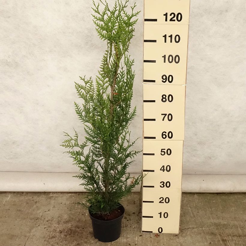 Thuja plicata Atrovirens - Western Red Cedar for hedging 4L/5L pot sample as delivered in summer