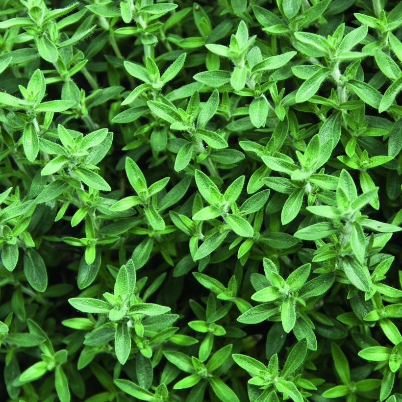 Rose-scented thyme in plant form (Foliage)