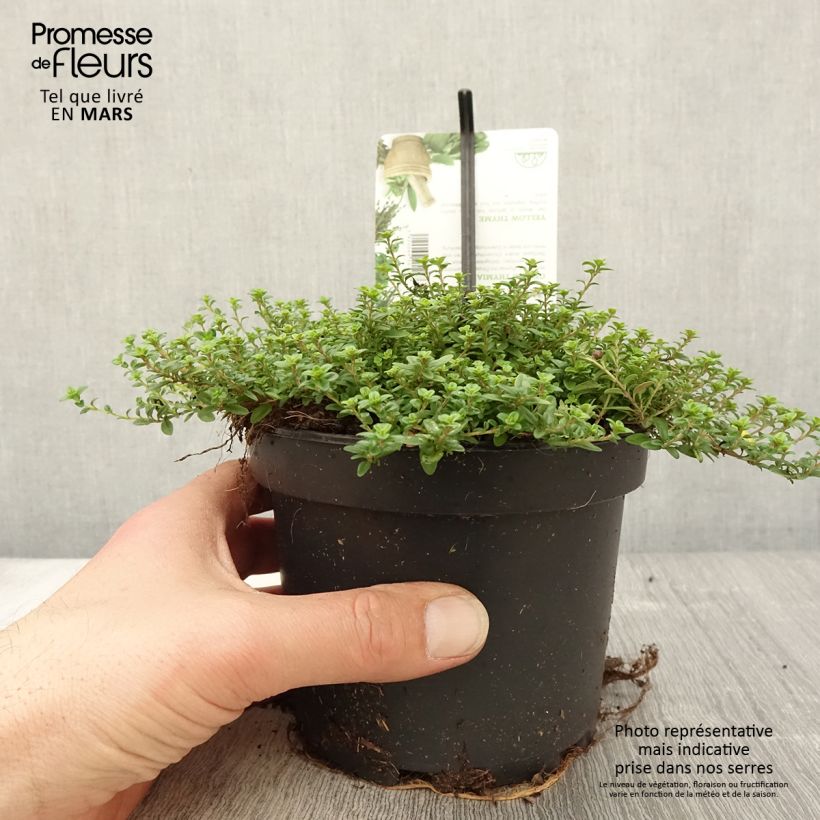 Thymus citriodorus Aureus - Lemon Thyme sample as delivered in spring