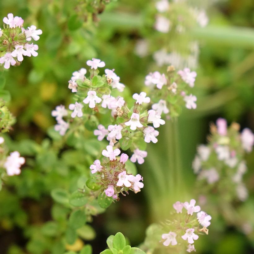 Thymus citriodorus - Lemon Thyme in Organic Plant (Flowering)