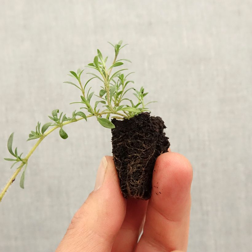 Thymus citriodorus GrowFlow Cascata Lemonade - Lemon Thyme Plug plant 3/4cm sample as delivered in spring