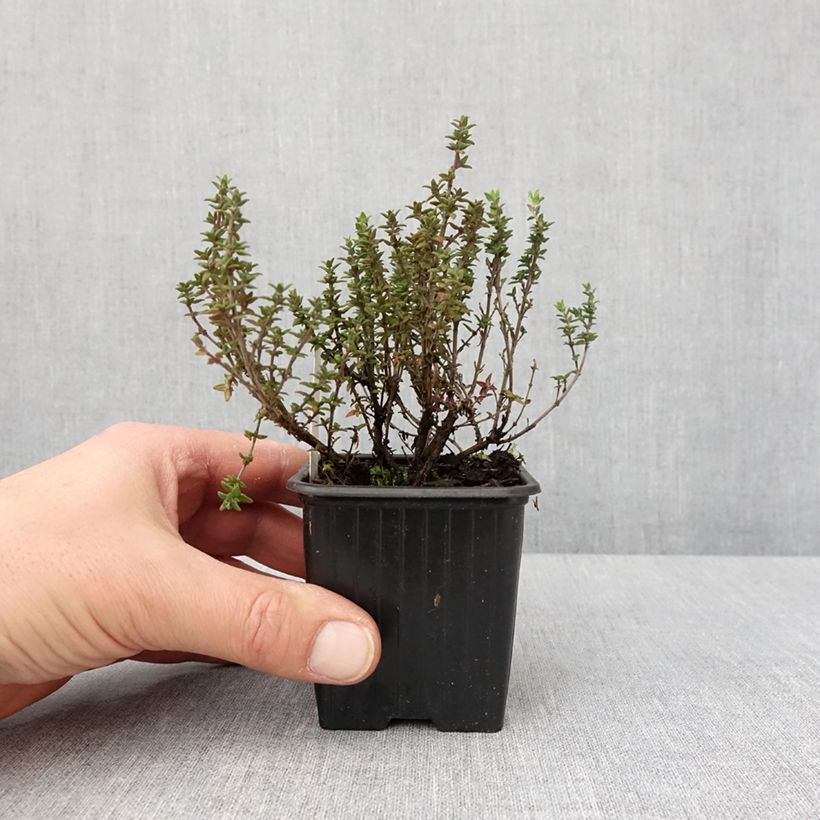 Thymus Lammefjord - Lemon thyme 8/9 cm pot sample as delivered in winter