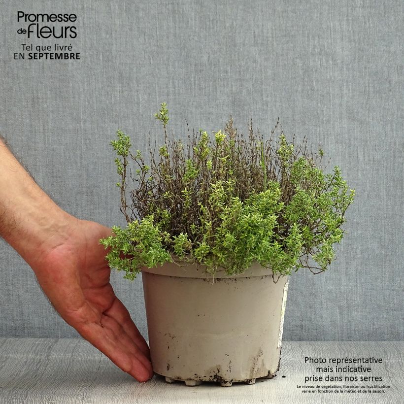 Thymus vulgaris Compactus - Winter Thyme 2L/3L pot sample as delivered in summer