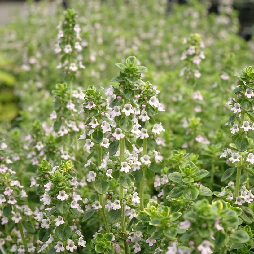 Thymus vulgaris Golden - Golden Thyme (Flowering)