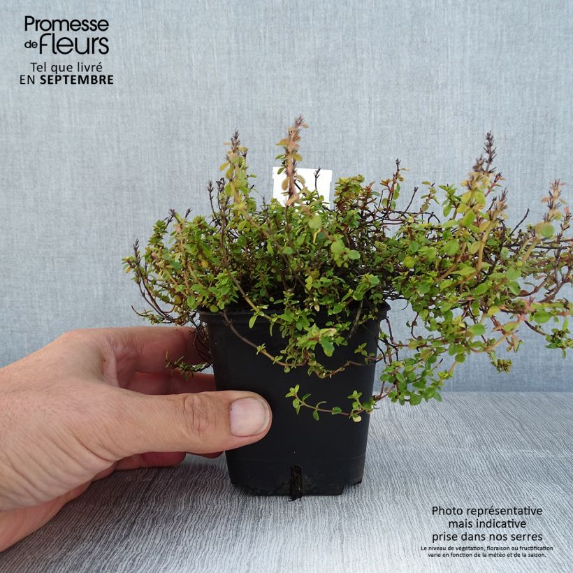 Thymus citriodorus Doone Valley - Lemon Thyme 8/9 cm pot sample as delivered in summer