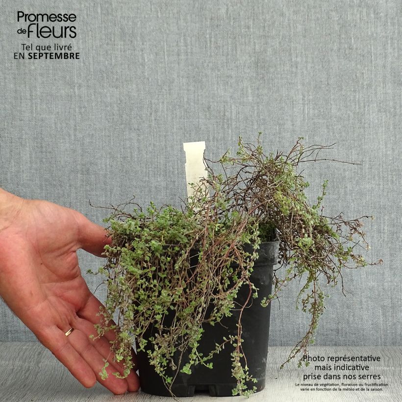 Thymus pseudolanuginosus - Thyme 2L/3L pot sample as delivered in summer
