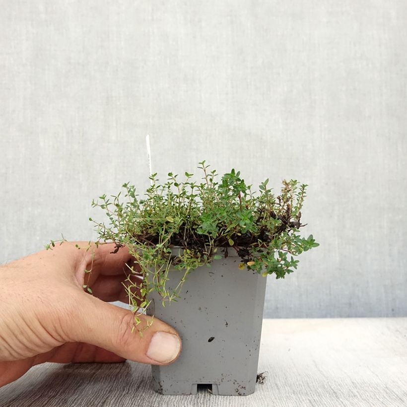 Thymus praecox Coccineus - Thyme 8/9 cm pot sample as delivered in autumn
