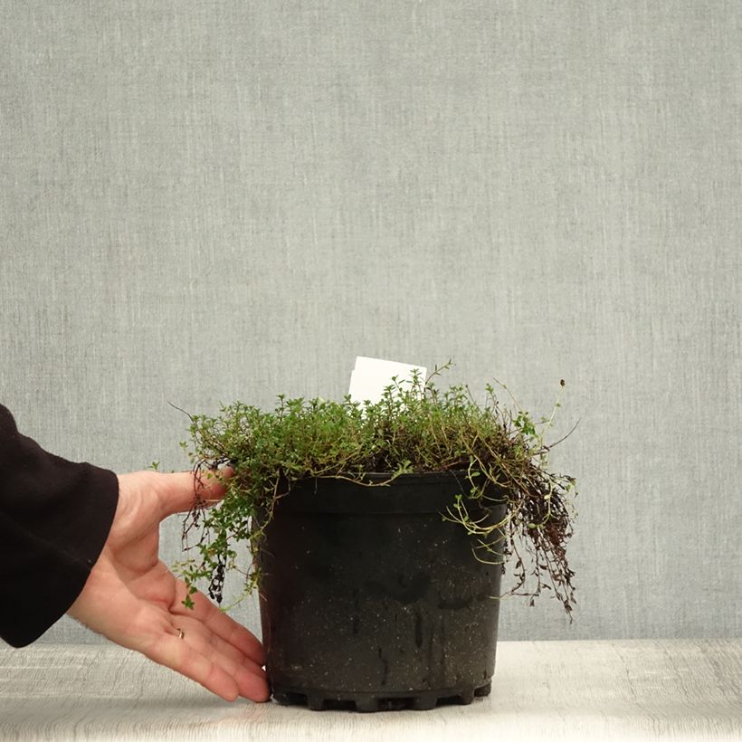Thymus praecox Coccineus - Thyme 2L/3L pot sample as delivered in autumn