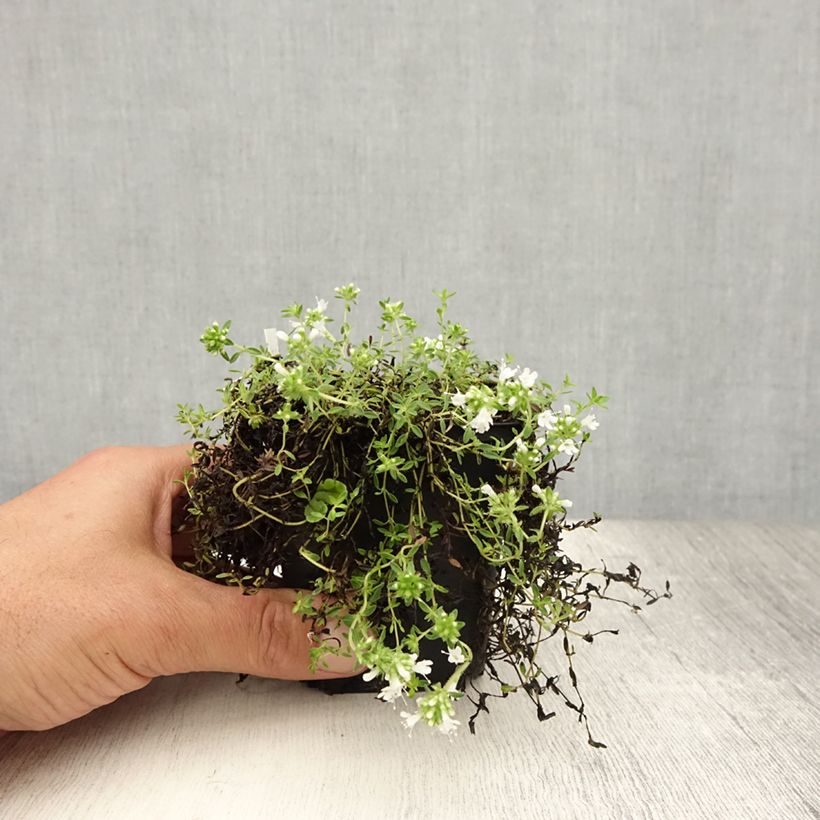 Thymus praecox Albiflorus - Thyme 8/9 cm pot sample as delivered in summer