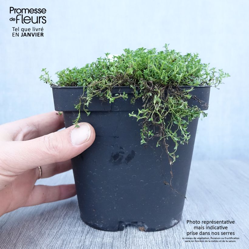 Thymus praecox Albiflorus - Thyme 2L/3L pot sample as delivered in winter