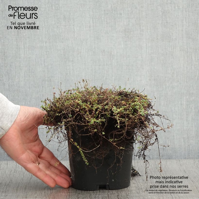 Thymus hirsutus - Thyme 2L/3L pot sample as delivered in autumn