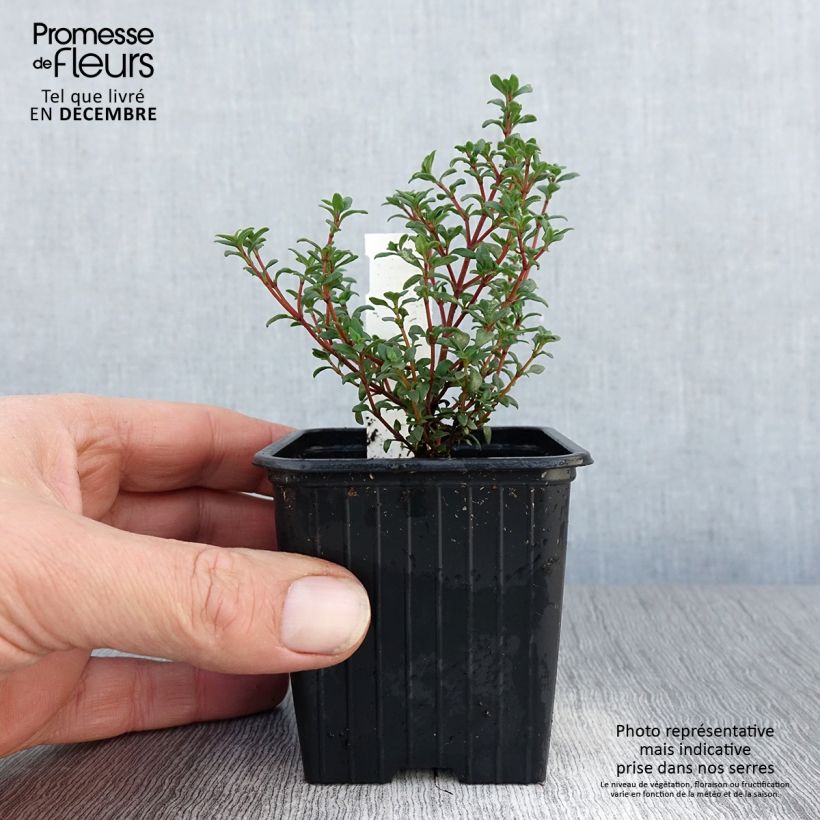 Thymus mastichina - Thyme 8/9 cm pot sample as delivered in winter