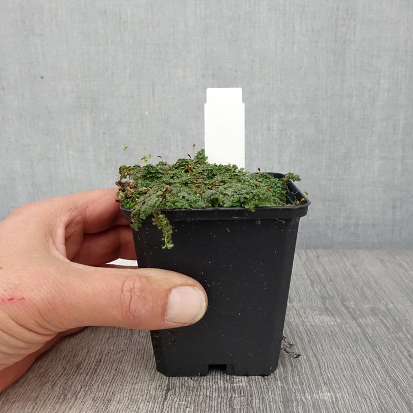 Thymus praecox Minor - Thyme sample as delivered in spring